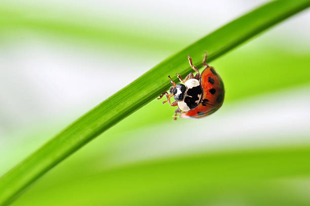 Ladybug red ladybug on a plant scuttle stock pictures, royalty-free photos & images