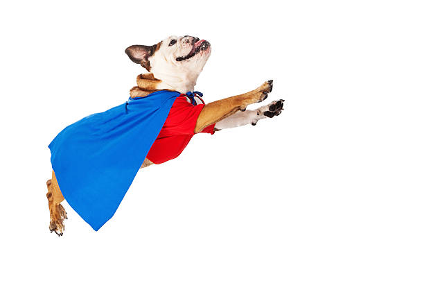 istock Superhero Dog Flying 531088605