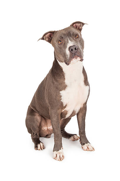 istock Cute Blue Pit Bull Dog Sitting 531088689
