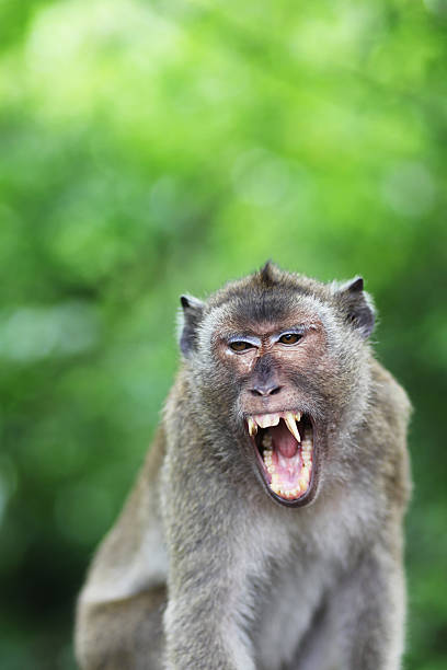 Aggressive monkey An aggressive monkey in Petchaburi, Thailand angry monkey stock pictures, royalty-free photos & images