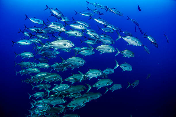 Jacks in blue A school of Big Eye Jacks in Galapagos islands. one way stock pictures, royalty-free photos & images