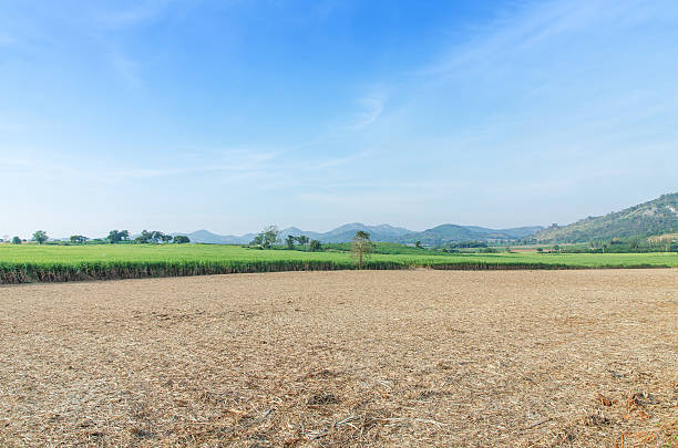 istock Sugarcane field agriculture tropical farm landscape 531089163