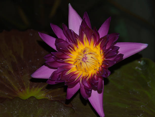 istock Pink lotus flower 531089237