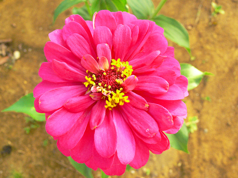 Pompon Dahlias Flowers in The Garden, Chiang Mai Province.