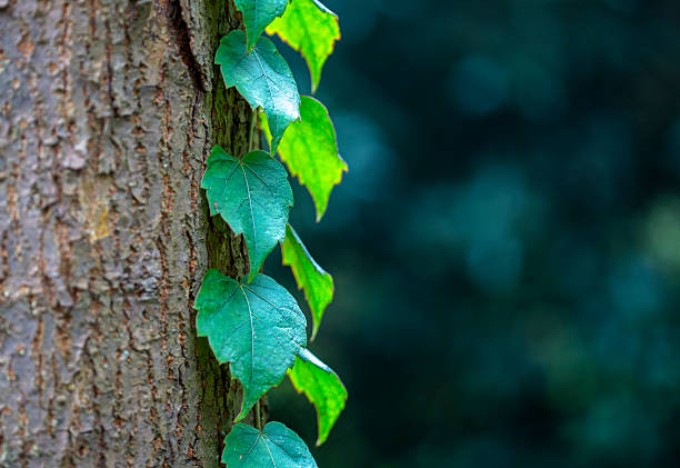 green vine leaves on the tree trunk
