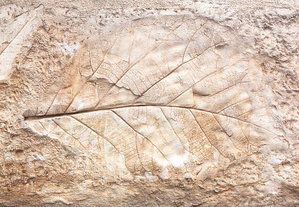 istock marks of leaf on the concrete 531089829