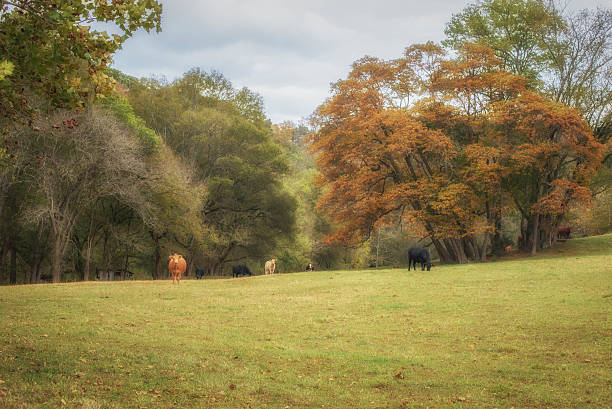 istock Soft pastoral autumn scene with cattle 531090017