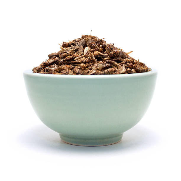 Bowl full of crickets