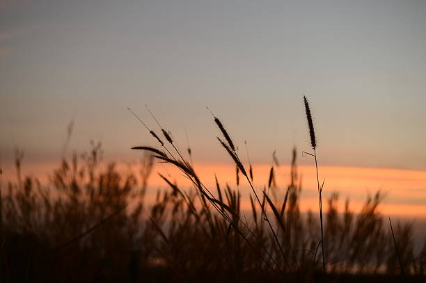 istock silhouette grass and reed and sunset background 531090483