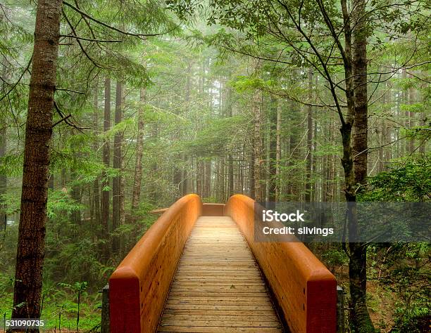 Forest Path Stock Photo - Download Image Now - Redwood Forest, Redwood National Park, Redwood Tree
