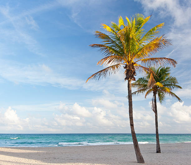 Palmeira na praia, em Miami, Florida, EUA - fotografia de stock