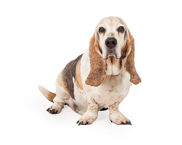 istock Handsome Basset Hound Sitting 531095315