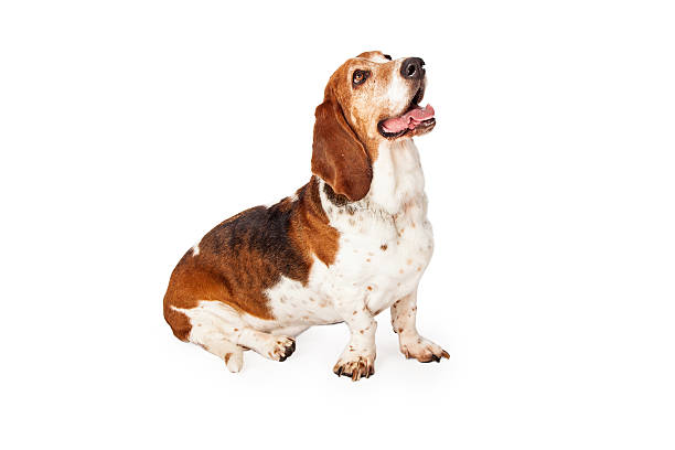 istock Happy Basset Hound Dog Sitting 531095529