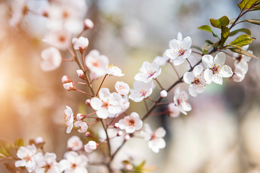 macro shot of beautiful Sakura (Japanese cherry blossom).
