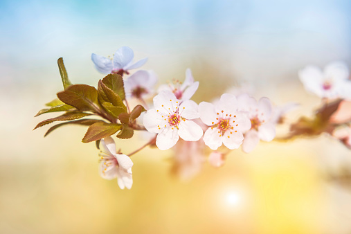 macro shot of beautiful Sakura (Japanese cherry blossom).