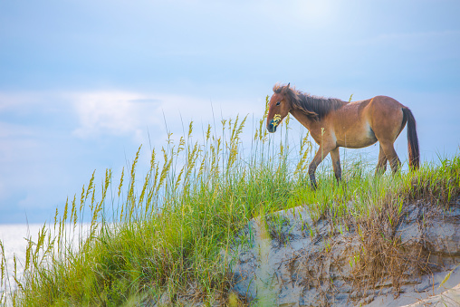 A beautiful wild horse on the Outer banks of North Carolina, USA.