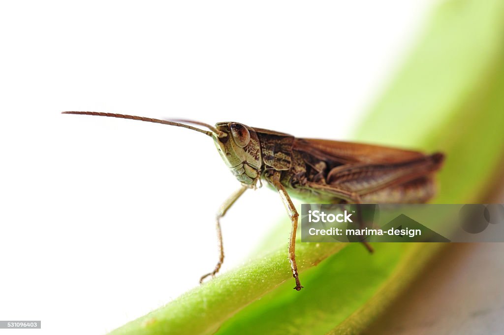 Meadow Grasshopper Meadow Grasshopper on white background 2015 Stock Photo