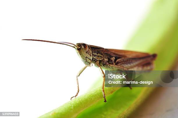 Meadow Grasshopper Stock Photo - Download Image Now - 2015, Animal, Animal Care Equipment