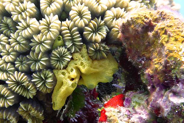 istock Reef in Cozumel, Mexico, Aug / 14/2014 531096883