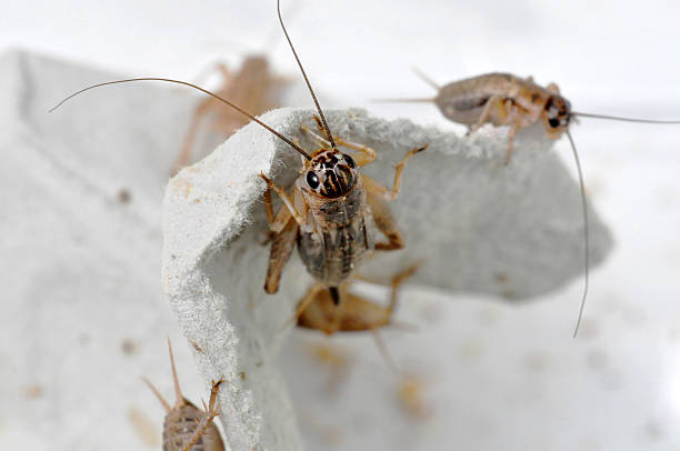 House Cricket Crickets as live food for reptiles scuttle stock pictures, royalty-free photos & images