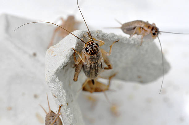 casa de críquete - cricket locust grasshopper insect - fotografias e filmes do acervo