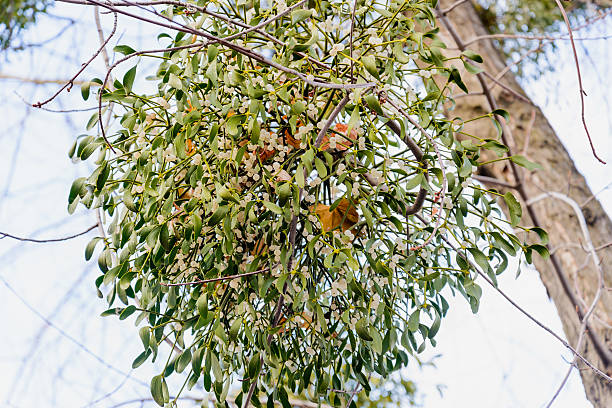 istock Viscum Album on the Tree 531098665