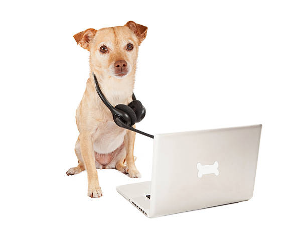istock Dog Business Customer Service 531099611