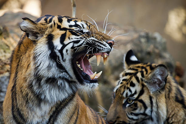 istock The grin of a sumatran tiger 531100179
