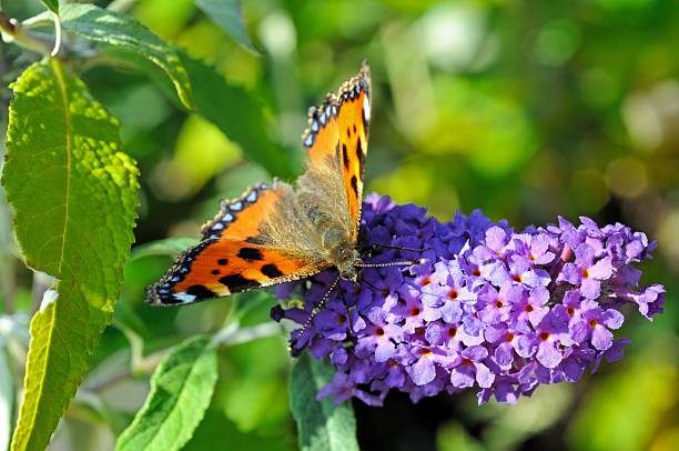 istock Tortoiseshell butterfly on Buddleja flower. 531100471