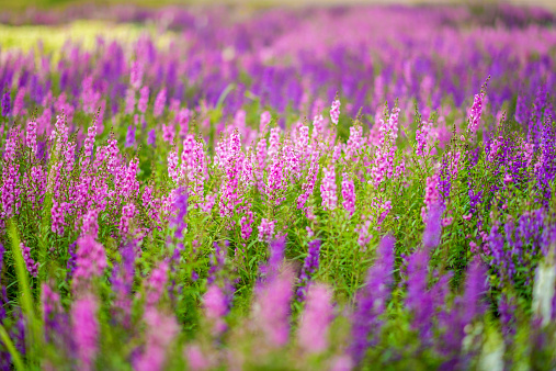 purple flower in the morning a singpark chiangrai , Thailand