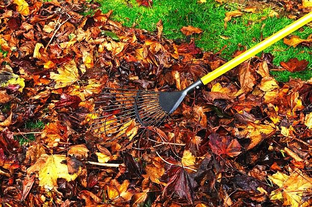 istock Raking up Autumn leaves. 531102025