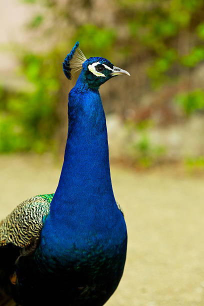 istock Portrait of a peacock 531102147