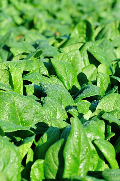 istock green spinach in growth at vegetable garden 531102187