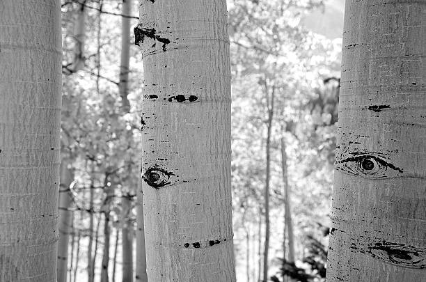 Black and white aspen tree trunks stock photo