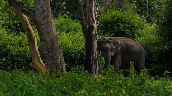 Freely roaming Asian Elephant in the wild