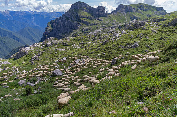 istock Grazing sheep on a mountain pasture. 531103001