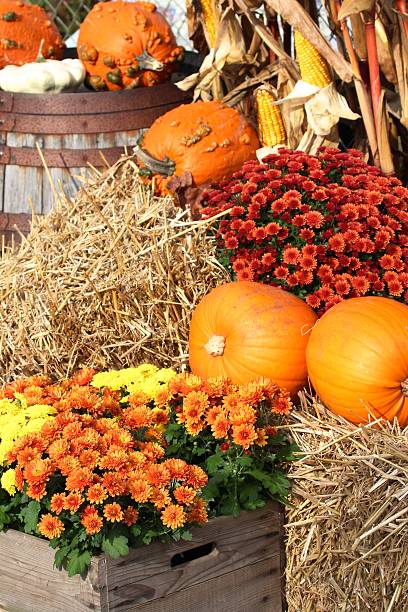 harvest pumpkins, chrysanthemums and antique farm implement