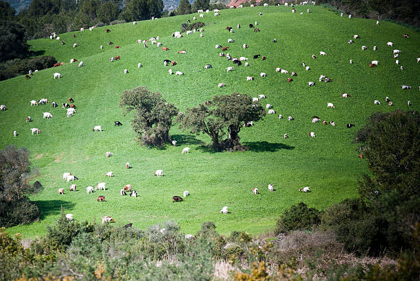 pastando de cabra - lamb merino sheep sheep horizontal - fotografias e filmes do acervo