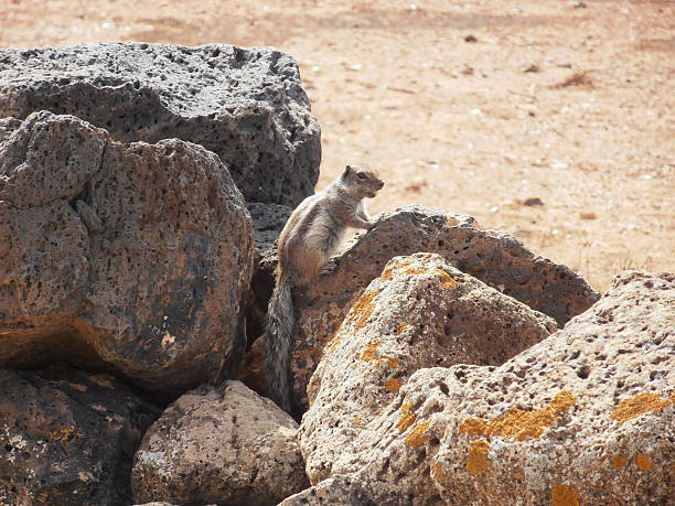 istock Chipmunk in Fuerteventura 531110201