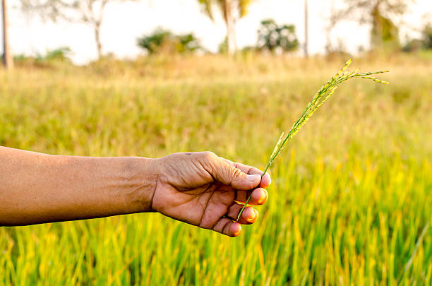 istock The man hand with organic rice. 531110777