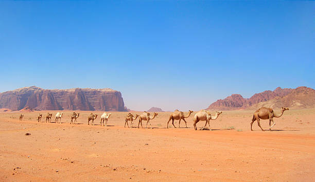 istock camel caravan in colorful sands of Jordan 531111081