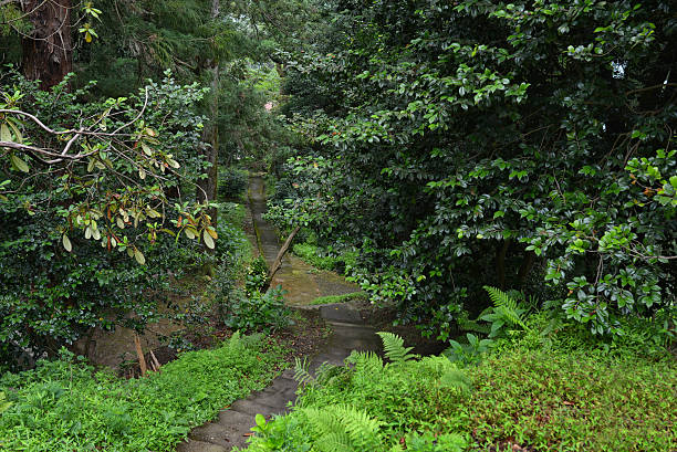 istock Pathway in botanical garden Georgia Batumi 531113179