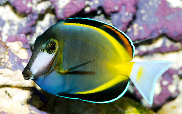 istock Acanthurus japonicus,Japanese Surgeonfish 531113311
