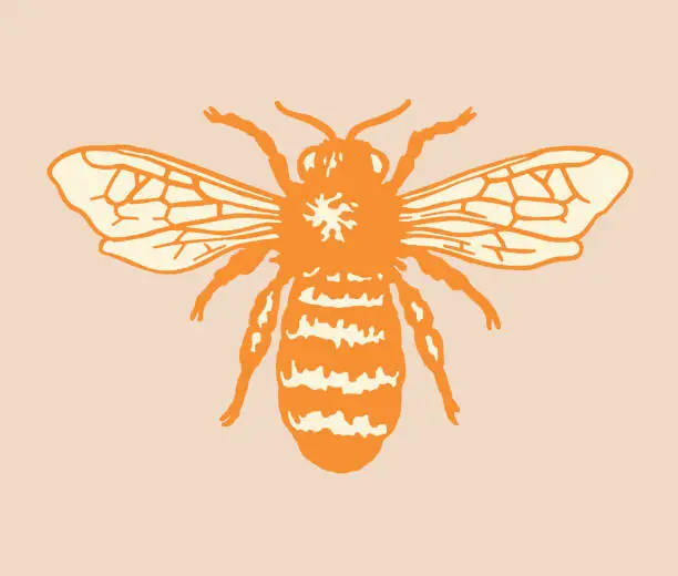 Vector illustration of Bee