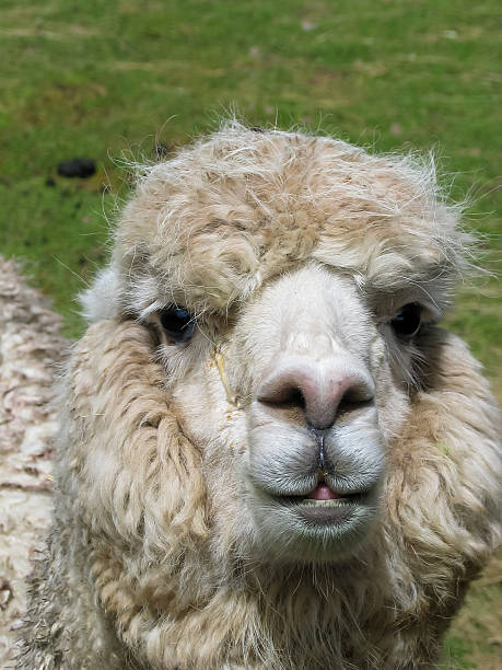 istock Huacaya alpaca 531114029
