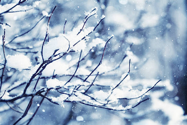 istock winter, snow on the branches of a tree, patterns 531117913