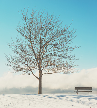 Park bench and tree in January sunlight.