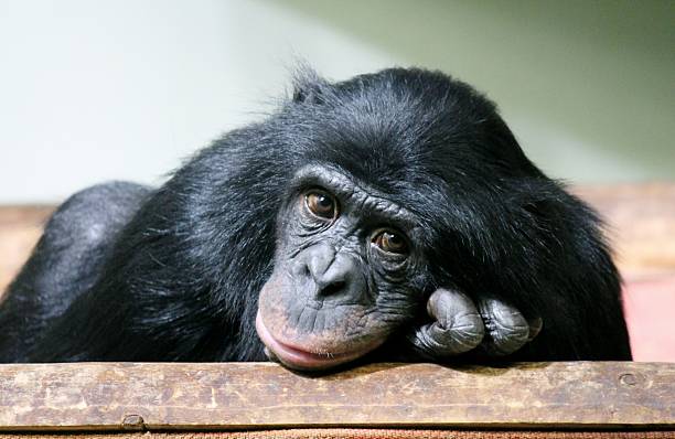 istock Close-up of a Chimpanzee looking at the camera, Pan troglodytes 531118215