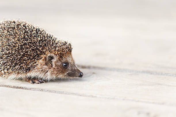 istock Small Funny Hedgehog On Wooden Floor 531118297