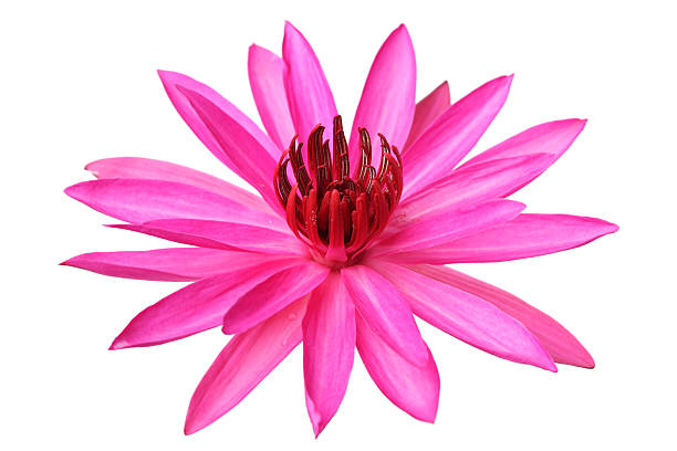 istock beautiful blooming lotus flower isolated on white background 531118601